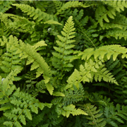 Hardy Fern Polystichum setiferum